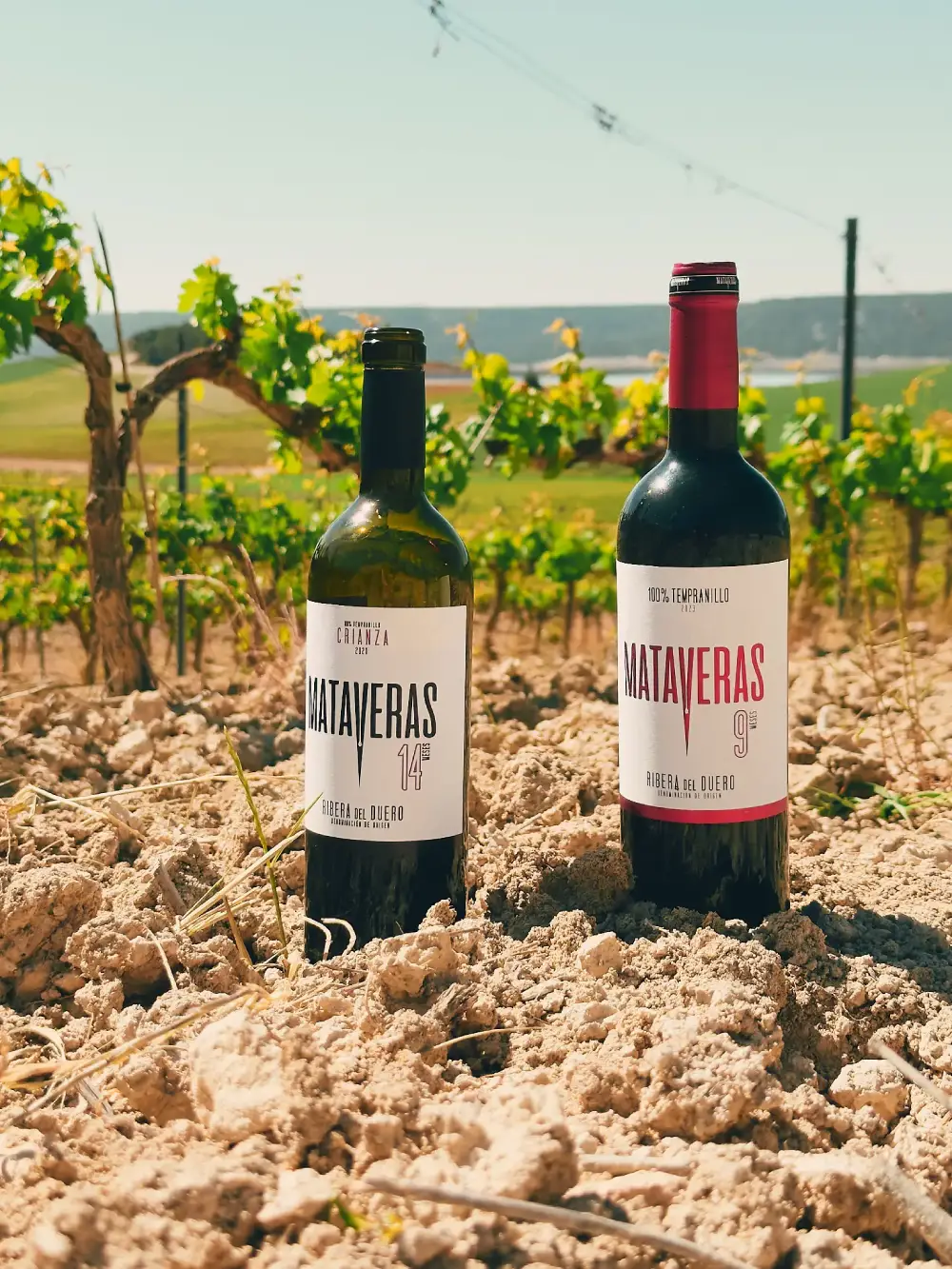 mataveras en viñedo de la ribera del duero